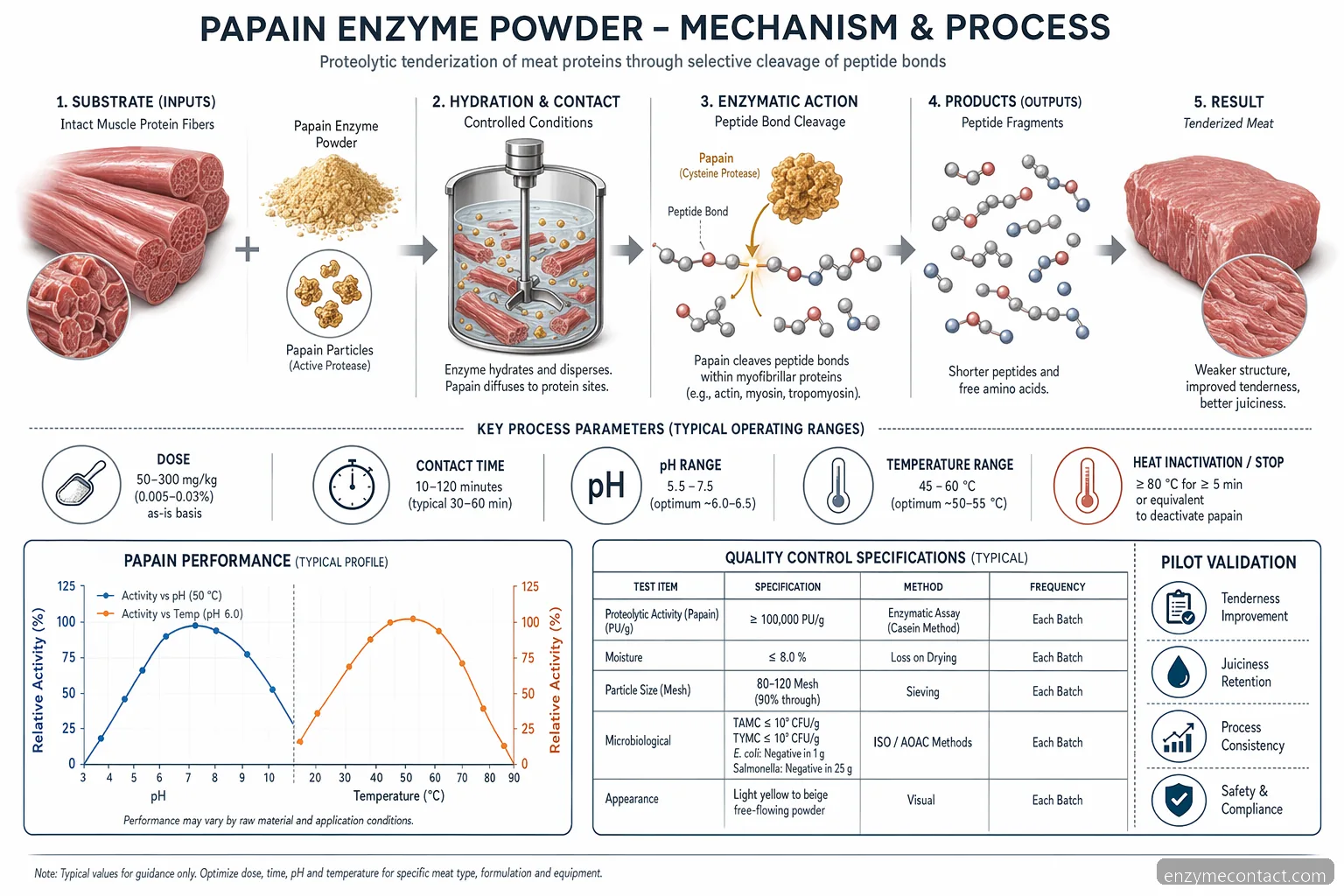 شراء papain enzyme powder لتطرية اللحم: تدفق من الركيزة إلى الببتيد مع ضوابط pH ودرجة الحرارة