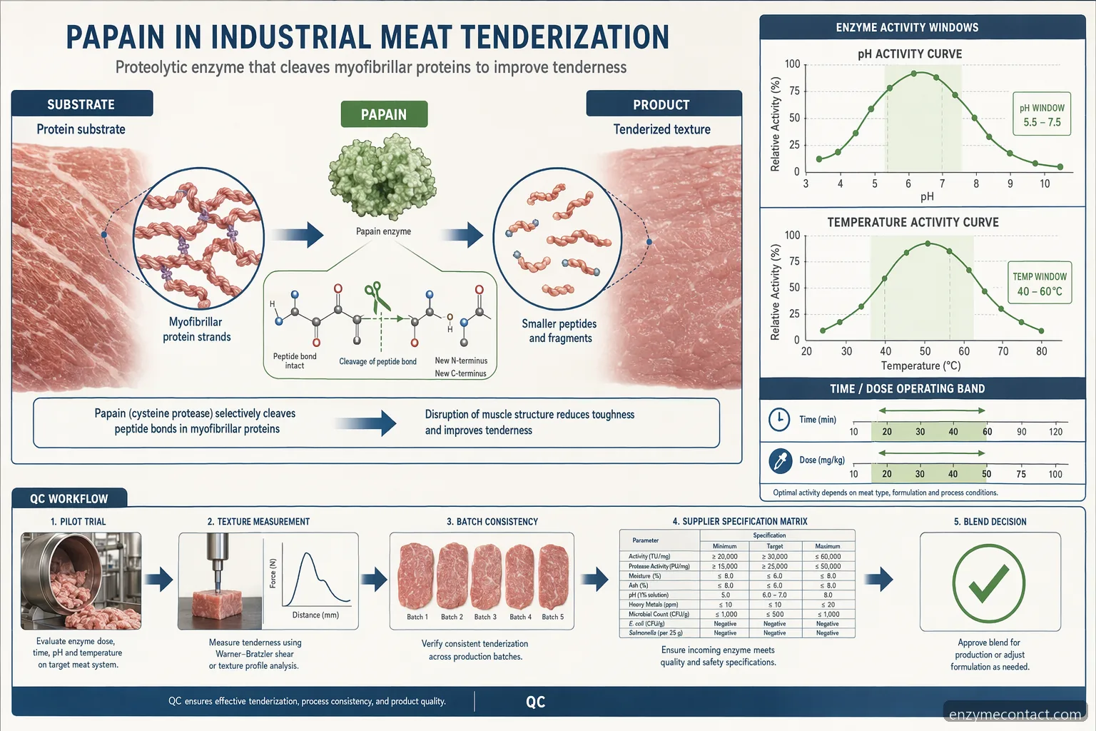 enzym papain industrial meat tenderization mechanism showing protein breakdown, pH-temperature window, and QC checks