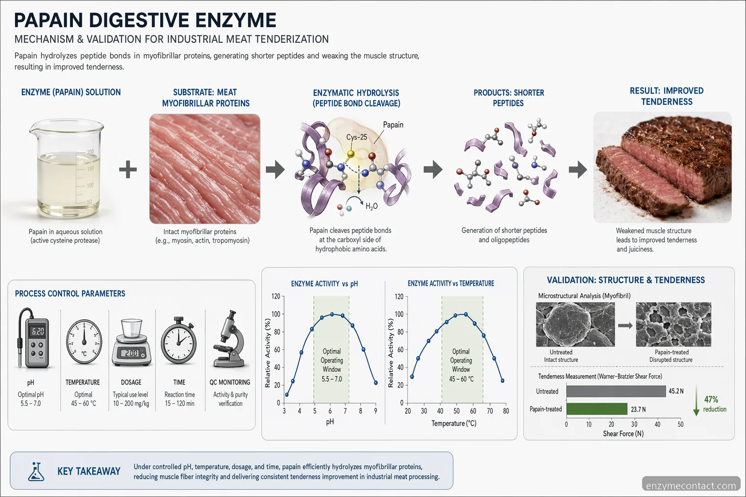 papain digestive enzyme supplier guide for meat tenderization, mapping protein hydrolysis across pH, heat and dosage controls