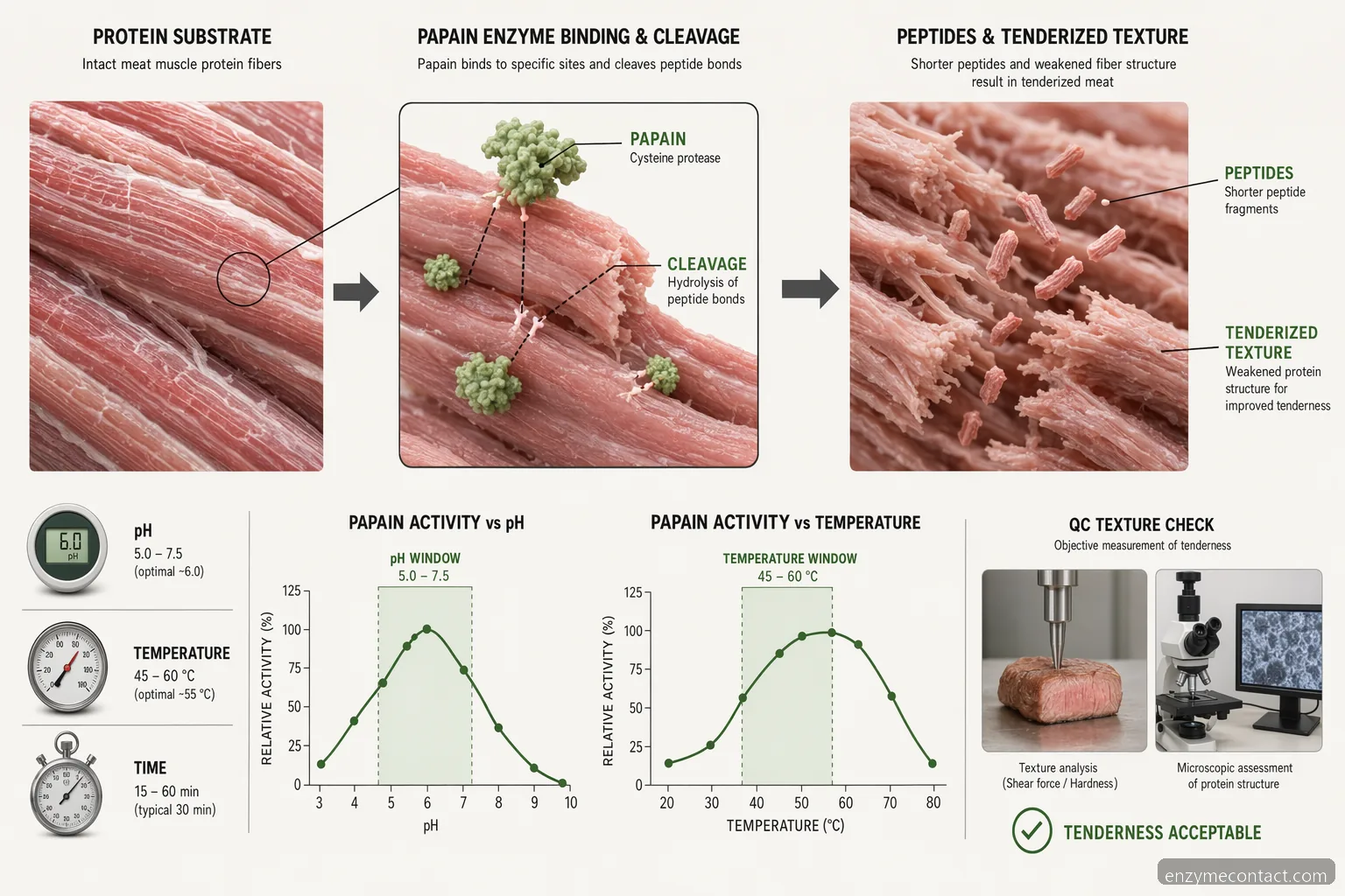 papain enzym meat tenderization process, showing papain cleaving muscle proteins with pH and temperature controls