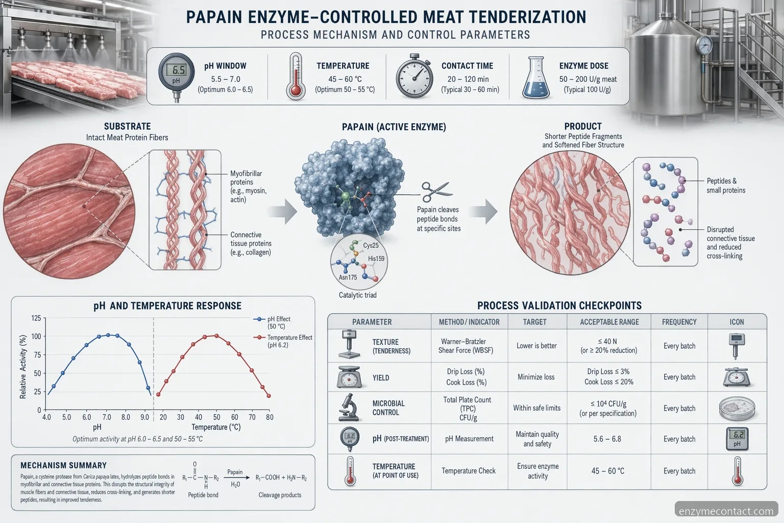 papain enzyme proces til mørning af kød, der viser proteinkløvning, kontakttid, pH og temperaturkontrol