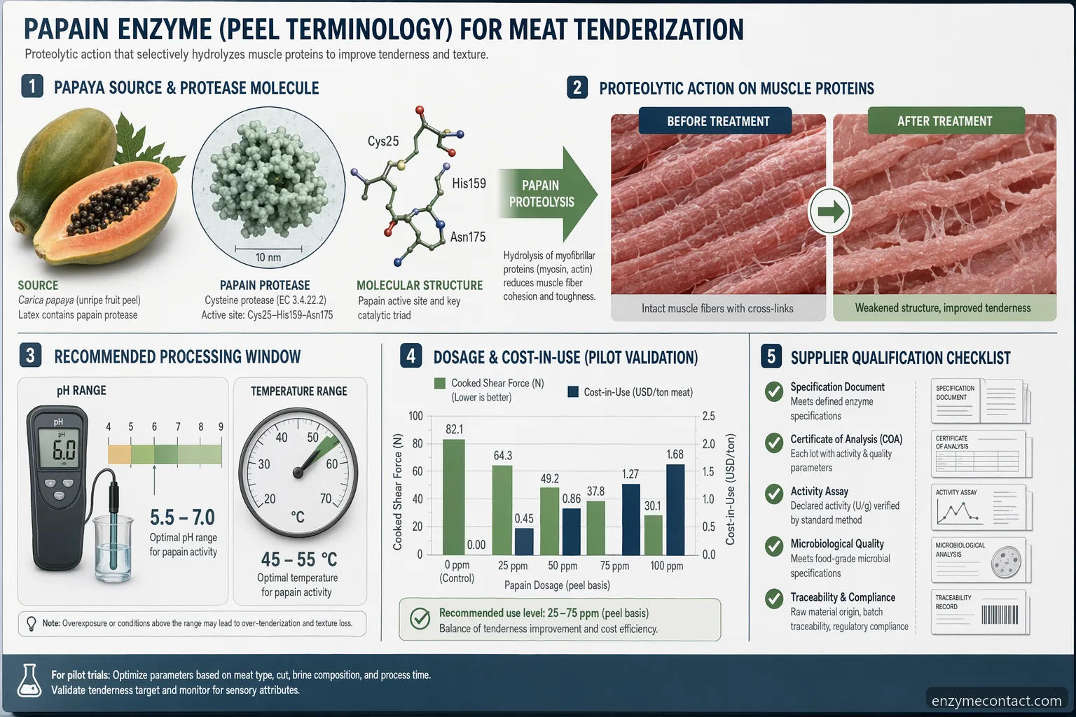 papain enzyme peel supplier guide infographic showing papaya protease, meat tenderization window, dosing, and QA documents