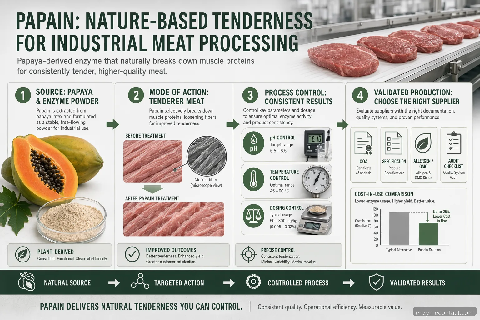 papain enzyme supplier meat tenderization infographic showing sourcing, process controls, quality documents, and cost-in-use